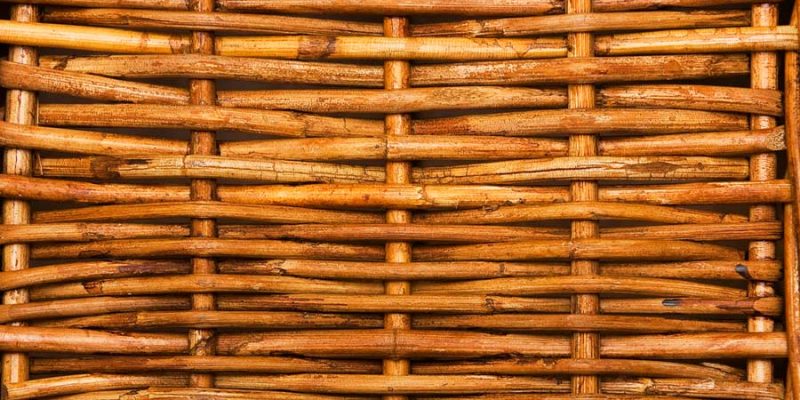 Rattan und seine Gattungen genauer erklärt